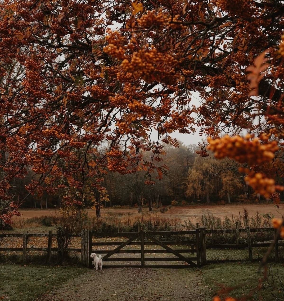 Harvest Gate- September Sock Club